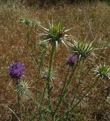 Silybum marianum