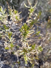 Peucephyllum schottii