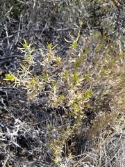 Peucephyllum schottii
