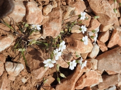 Cerastium scaposum