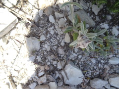 Stachys cretica