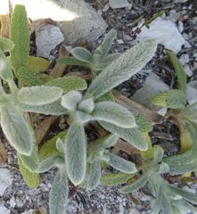 Stachys cretica