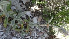 Stachys cretica