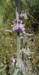 Stachys cretica