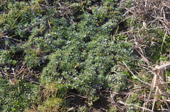 Chevreulia sarmentosa