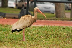 Eudocimus albus