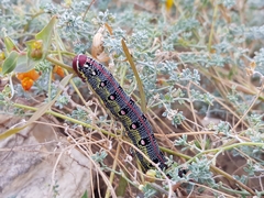 Hyles tithymali gecki