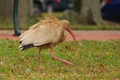 Eudocimus albus