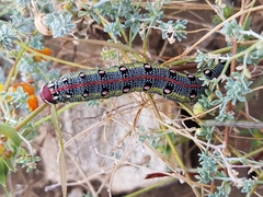 Hyles tithymali gecki