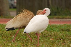 Eudocimus albus