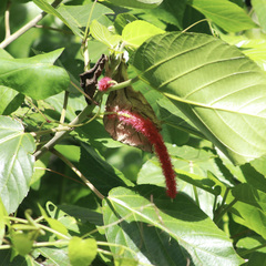 Acalypha hispida