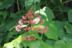 Clerodendrum paniculatum