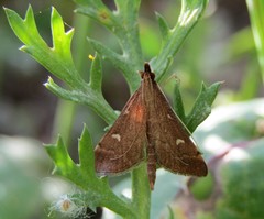 Dolicharthria punctalis