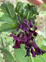 Vicia serratifolia