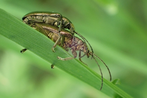 jewel reed beetle, 3434 Nieuwegein, Nederland, photo 8 of 10