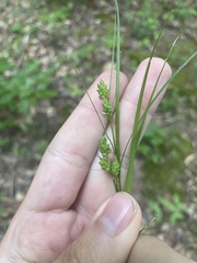 Carex caroliniana