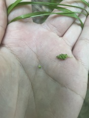 Carex caroliniana