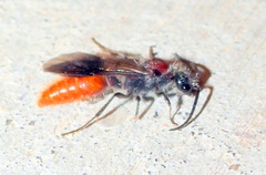 Sphaeropthalma imperialis