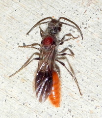 Sphaeropthalma imperialis