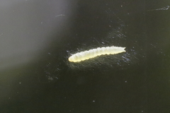 Insecta