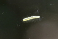 Insecta