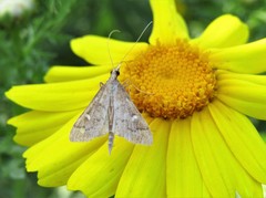 Dolicharthria punctalis