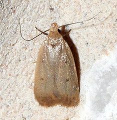 Inga obscuromaculella