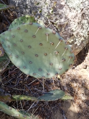 Opuntia gilvescens