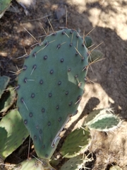 Opuntia gilvescens