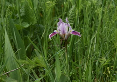 Iris pumila