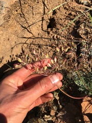 Lomatium congdonii