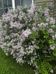 Syringa meyeri