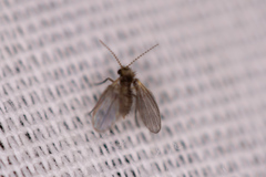 Trichomyia nuda