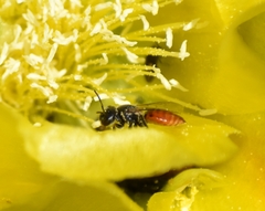 Macrotera