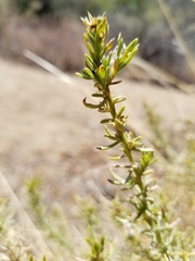 Peucephyllum schottii