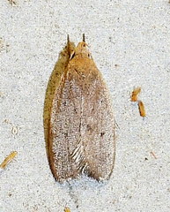 Inga obscuromaculella