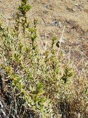 Peucephyllum schottii