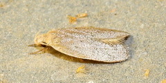 Inga obscuromaculella