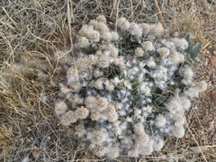 Gomphrena caespitosa