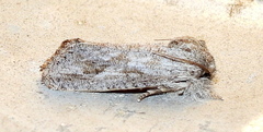 Acrolophus griseus