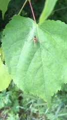 Meliscaeva cinctella