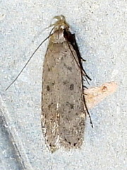 Anacampsis comparanda