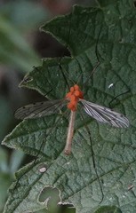 Limonia phragmitidis