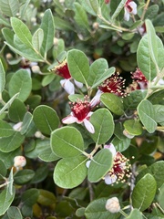 Feijoa