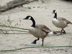 Branta canadensis