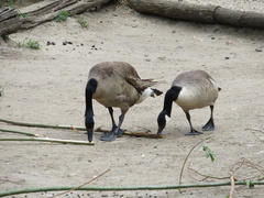 Branta canadensis