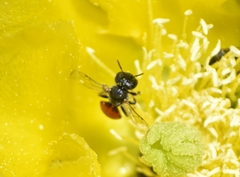 Macrotera