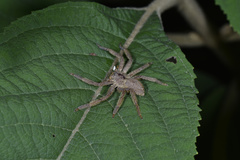 Heteropoda pingtungensis
