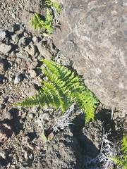 Pteridium aquilinum decompositum
