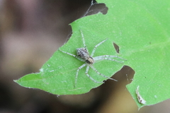 Philodromus marxi